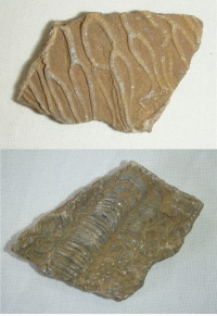 Kámen se zkamenělinami