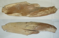 Zkamenělé dřevo, Indonésie, 1960